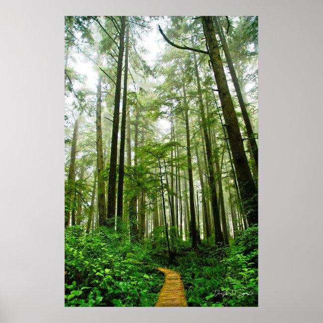 Póster Interminables senderos, árboles y cuentos del bosq (Frente)