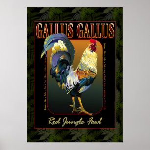 Póster International del Gallus del Gallus