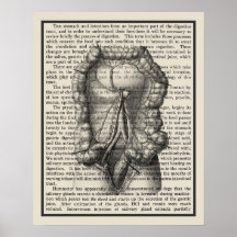 Intestines Anatomy Art Print #8 Medical Decor