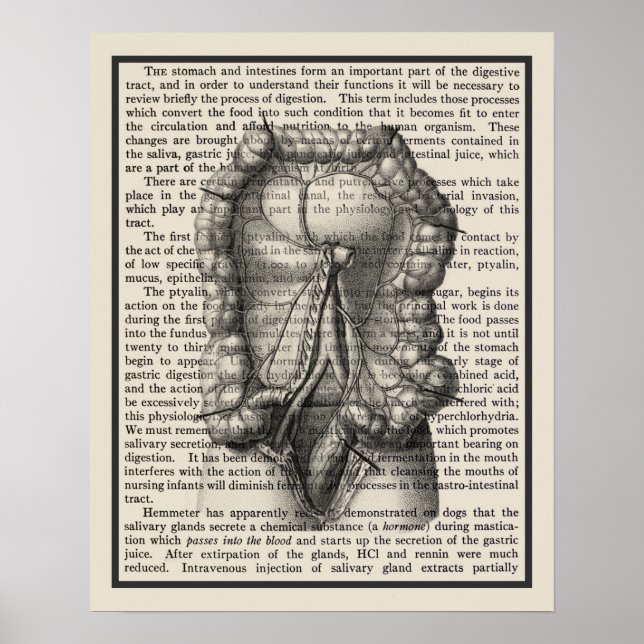 Póster Intestines Anatomy Art Print #8 Medical Decor (Frente)