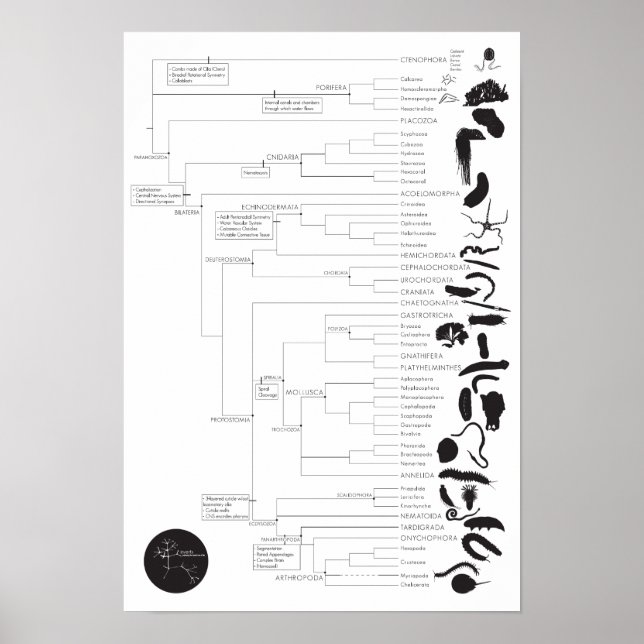 Póster Invertidos: Explorando el árbol animal de la vida (Frente)