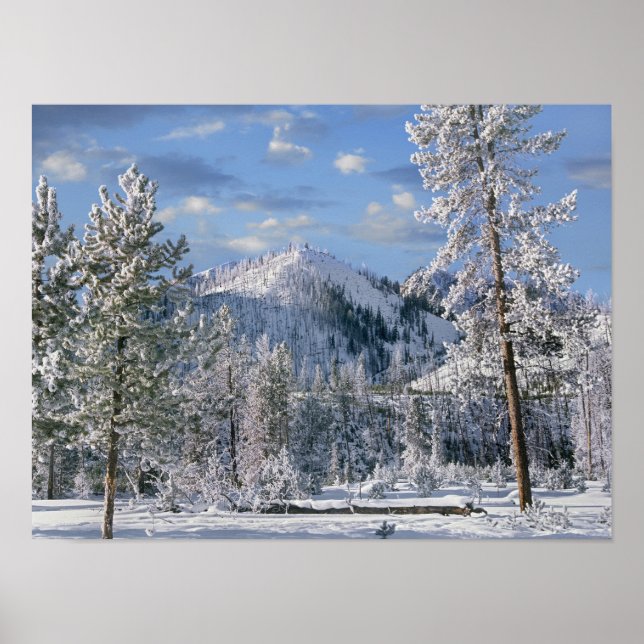 Póster Invierno en el Parque Nacional Yellowstone, Wyomin (Frente)