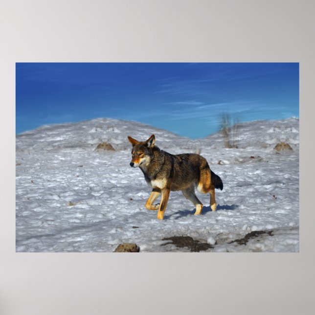 Póster Invierno Red Wolf Febrero 2011 (Frente)