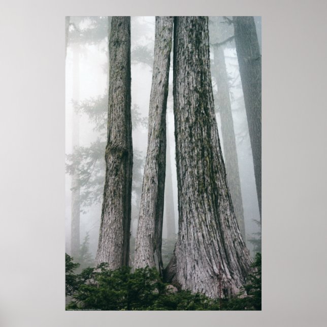 Póster Invocar el bosque (Frente)