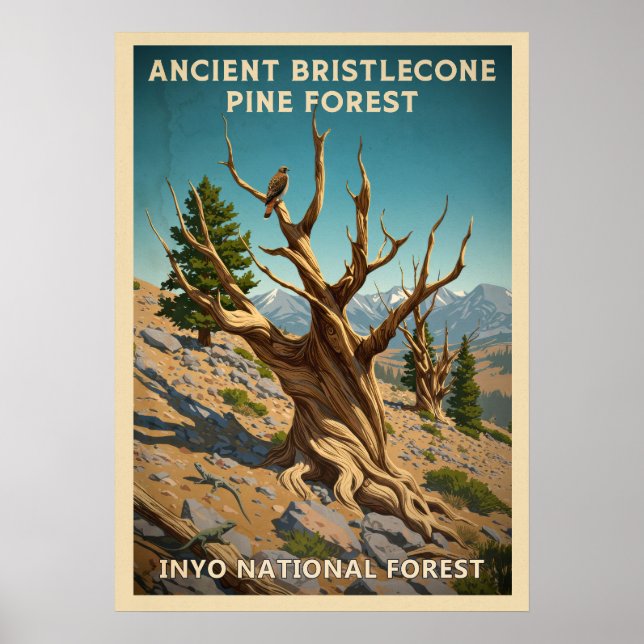 Póster Inyo - Antiguo bosque de pinos de Bristlecone V01 (Frente)