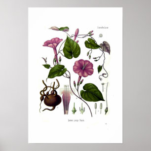 Póster Ipomea purga (jalap)
