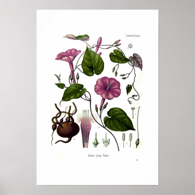 Póster Ipomea purga (jalap) (Frente)