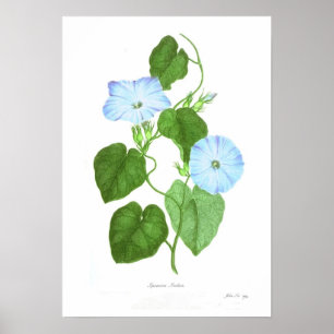 Póster Ipomoea Indica
