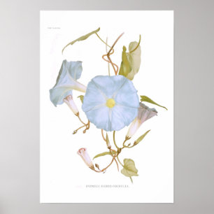 Póster Ipomoea rubro-coerulea