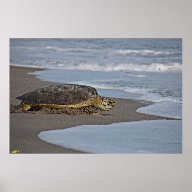 Póster Ir a casa II (Frente)