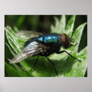 Póster Iridescence - Frasco azul