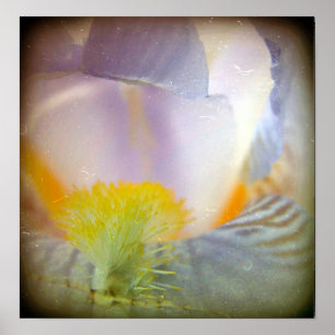 Póster Iris