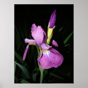 PÓSTER IRIS