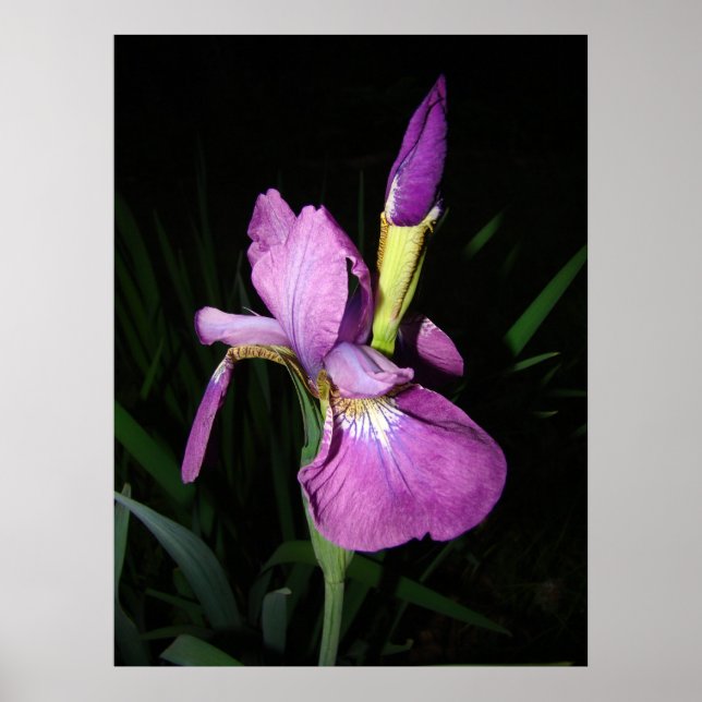 PÓSTER IRIS (Frente)