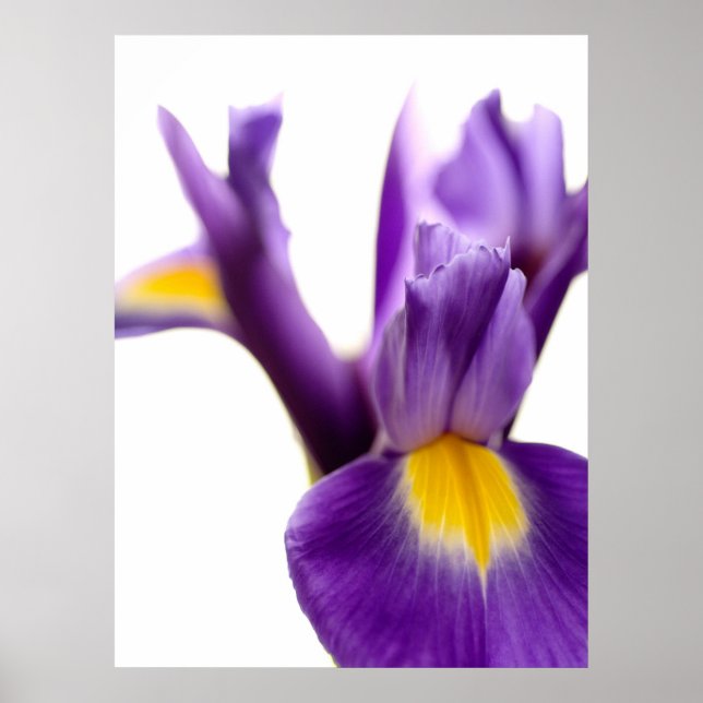 Póster Iris (Frente)
