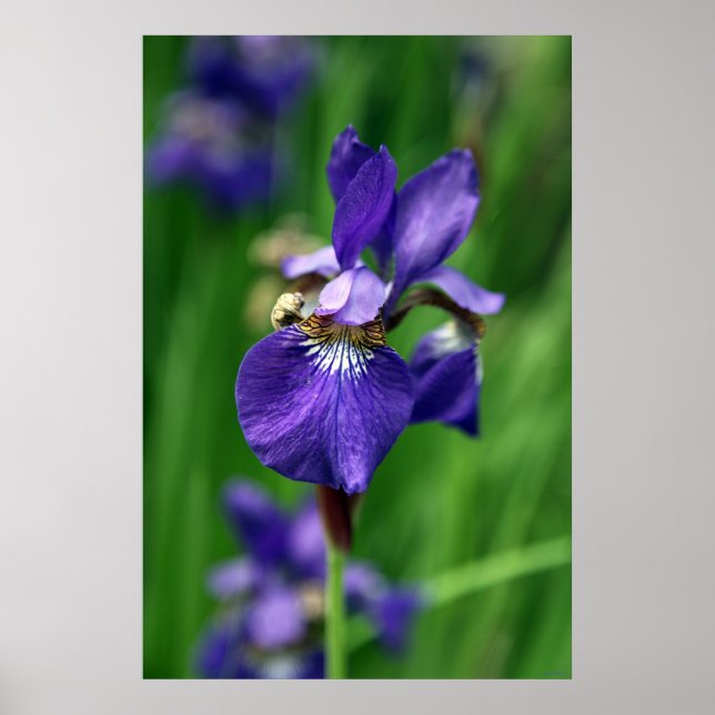Póster Iris (Frente)