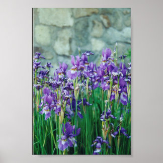 Póster Iris