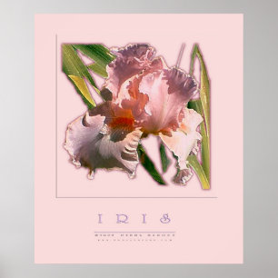 PÓSTER IRIS