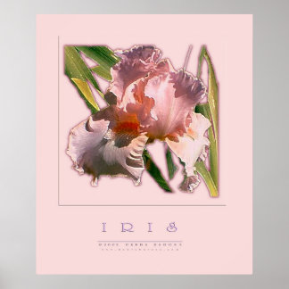 PÓSTER IRIS