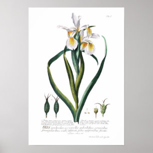 Póster Iris