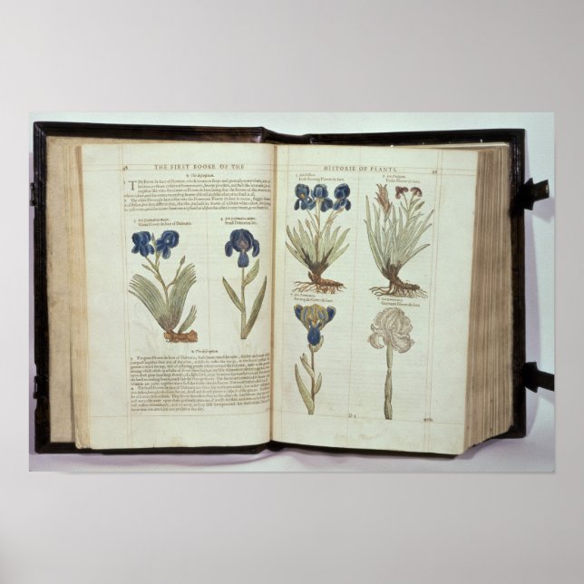 Póster Iris (Frente)