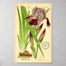 Iris alemán (Iris germanica)