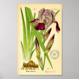 Póster Iris alemán (Iris germanica)