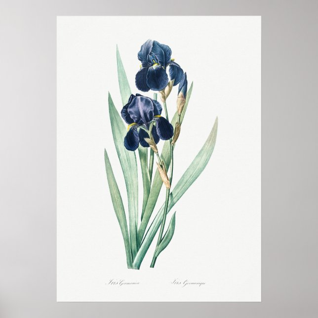 Póster Iris alemán vintage, botánico retro (Frente)