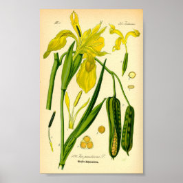 Póster Iris amarillo (Iris pseudacorus) Imprimir