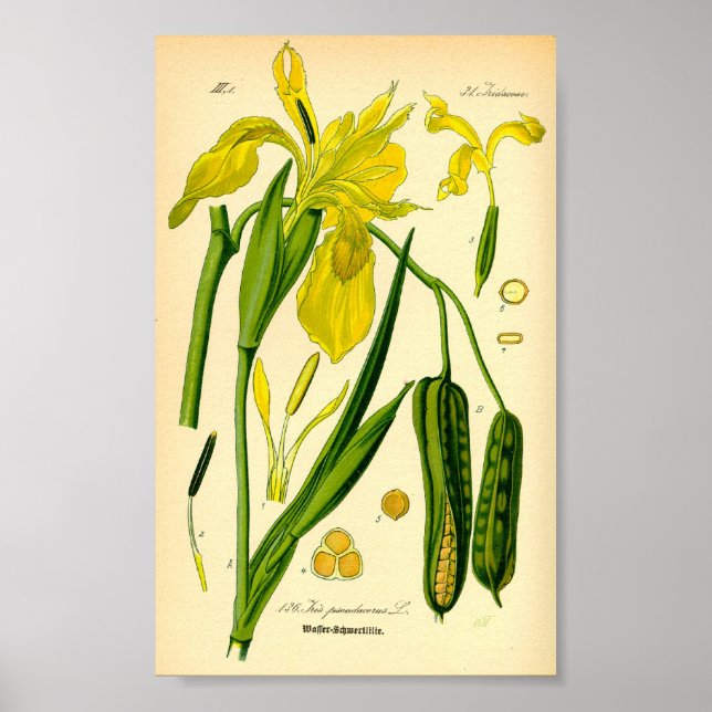 Póster Iris amarillo (Iris pseudacorus) Imprimir (Frente)