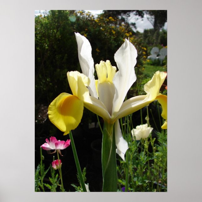 Póster Iris Amarillo Irlandés Poster de Jardín de Flores  (Frente)