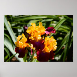 Póster Iris amarillo y púrpura