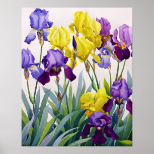 Póster Iris amarillos y púrpuras