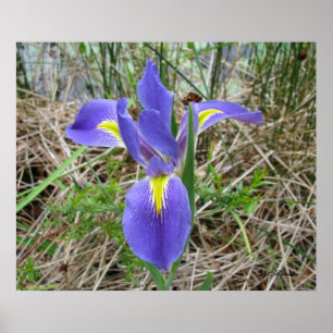 Póster Iris azul grande de Luisiana