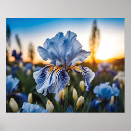 Póster Iris azul y blanco durante la hora dorada