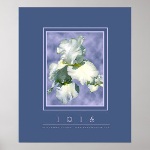 Póster Iris blanco