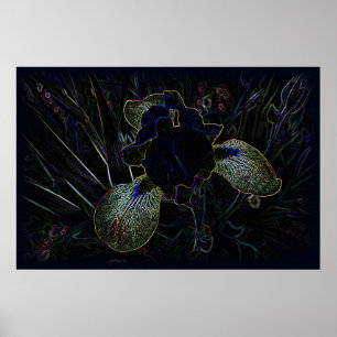 Póster Iris brillante