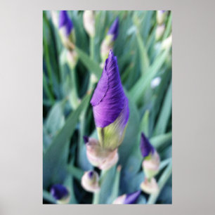 Póster iris bud púrpura
