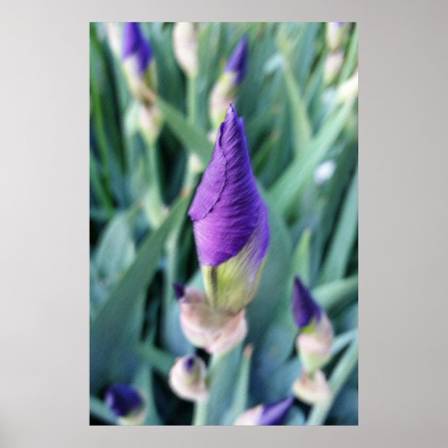 Póster iris bud púrpura (Frente)