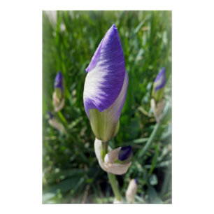 Póster iris bud púrpura