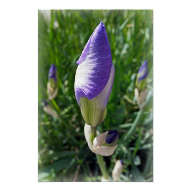 Póster iris bud púrpura (Anverso)