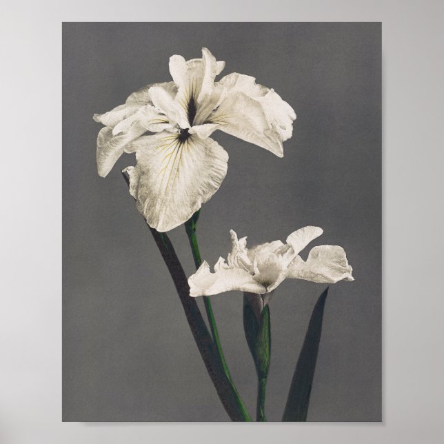 Póster Iris - coloured photograph - Japan (Frente)
