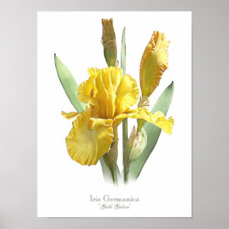 Póster Iris con barba amarilla Original Art Print