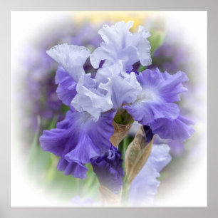 Póster Iris con barba Regal - Púrpura y blanco