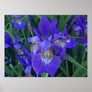 Póster Iris de madera