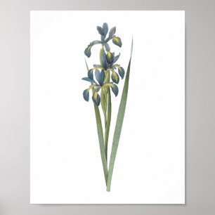 Póster iris de mariposa (Iris spuria) de Redouté