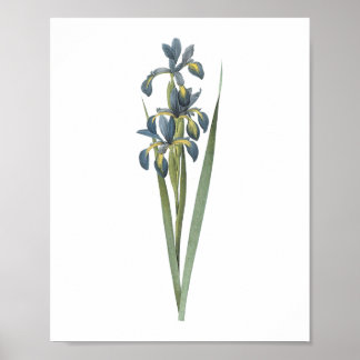 Póster iris de mariposa (Iris spuria) de Redouté
