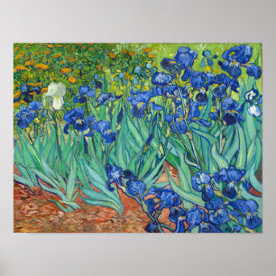 Póster Iris de Van Gogh