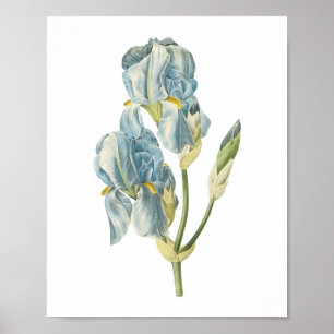 Póster iris dulce (Iris pallida) de Redouté