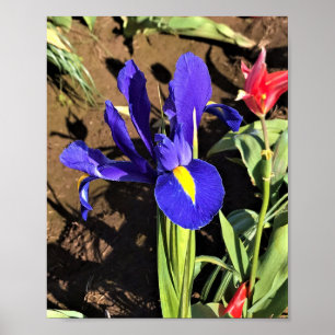 Póster Iris en un campo de tulipán, Woodburn, Oregón